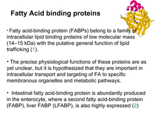 Fatty acid-binding protein (FABPs) belong to a family of intracellular lipid binding proteins of low molecular mass (14–15 kDa) with the putative general function of lipid trafficking ( 1 ).  The precise physiological functions of these proteins are as yet unclear, but it is hypothesized that they are important in intracellular transport and targeting of FA to specific membranous organelles and metabolic pathways.  Intestinal fatty acid-binding protein is abundantly produced in the enterocyte, where a second fatty acid-binding protein (FABP), liver FABP (LFABP), is also highly expressed ( 2 )  Fatty Acid binding proteins 