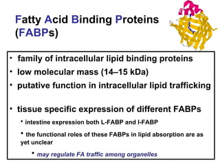 family of intracellular lipid binding proteins  low molecular mass (14–15 kDa)  putative function in intracellular lipid trafficking  tissue specific expression of different FABPs intestine expression both L-FABP and I-FABP the functional roles of these FABPs in lipid absorption are as yet unclear may regulate FA traffic among organelles F atty  A cid  B inding  P roteins ( FABP s) 