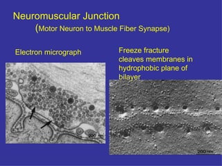 Neuromuscular Junction ( Motor Neuron to Muscle Fiber Synapse) Freeze fracture  cleaves membranes in hydrophobic plane of   bilayer Electron micrograph 