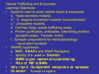 Vesicle Trafficking and Exocytosis Learning Objectives: Systems used to study vesicle fusion & exocytosis a.  Yeast secretory mutants b.*  C. elegans  movement mutants (uncoordinated) c.*  Drosophila  mutants d.  Cell free Golgi vesicle trafficking assay e.  Protein purification, antibodies, interacting proteins  [synaptic preps:  Torpedo, brain] f.  Synaptic preparations for electrophysiology  - squid giant synapse SNARE hypothesis a.  NSF, SNAPs  and SNAP Receptors Identity of  t- and v- SNA RES SNARE zipper mechanism (postdocking) Role of NSF & SNAPs Very rapid, Ca-dependent exocytosis at synapses Ca sensor:  Synaptotagmin 