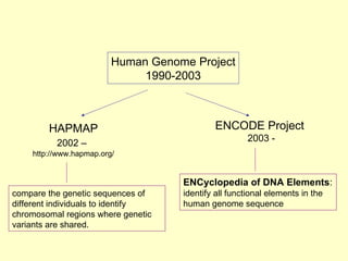 Human Genome Project 1990-2003 HAPMAP 2002 –   http://www.hapmap.org/ ENCODE Project  2003 - ENCyclopedia of DNA Elements : identify all functional elements in the human genome sequence  compare the genetic sequences of different individuals to identify chromosomal regions where genetic variants are shared.  