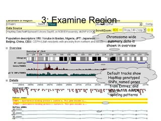 3: Examine Region Chromosome-wide summary data is shown in overview Default tracks show HapMap genotyped SNPs, named genes from Entrez, and alternative mRNA splicing patterns 