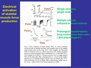 Electrical activation of skeletal  muscle force production Single stimulus,  single twitch Multiple stimuli,  unfused or fused tetanus Prolonged depolarization, long contracture then relax (  Not physiological ) Forc e  Forc e Forc e AP Time 