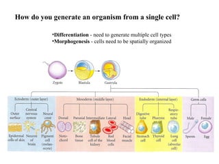 Differentiation  - need to generate multiple cell types Morphogenesis  - cells need to be spatially organized How do you generate an organism from a single cell? 
