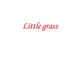 Little grass
 