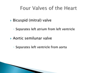  Bicuspid (mitral) valve 
◦ Separates left atrium from left ventricle 
 Aortic semilunar valve 
◦ Separates left ventricle from aorta 
 