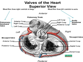 Blood flow from right ventricle to lungs Blood flow from left ventricle to aorta 
 