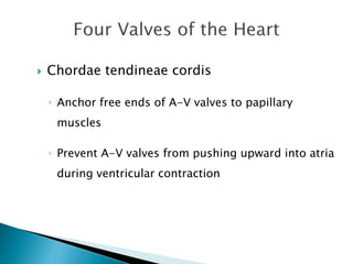  Chordae tendineae cordis 
◦ Anchor free ends of A-V valves to papillary 
muscles 
◦ Prevent A-V valves from pushing upward into atria 
during ventricular contraction 
 