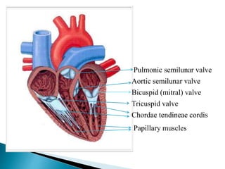 Pulmonic semilunar valve 
Aortic semilunar valve 
Bicuspid (mitral) valve 
Tricuspid valve 
Chordae tendineae cordis 
Papillary muscles 
 