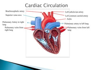 Left subclavian artery 
Pulmonary artery to left lung 
Superior vena cava 
Pulmonary Artery to right 
lung 
Pulmonary veins from left 
lung 
Pulmonary veins from 
right lung 
Aorta 
Brachiocephalic artery 
Left common carotid artery 
 