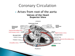  Arises from root of the aorta 
Left Coronary Artery 
Right Coronary Artery 
Anterior Descending Artery 
Circumflex Artery 
Posterior Descending Artery 
 