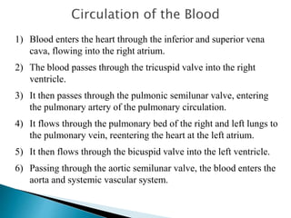1) Blood enters the heart through the inferior and superior vena 
cava, flowing into the right atrium. 
2) The blood passes through the tricuspid valve into the right 
ventricle. 
3) It then passes through the pulmonic semilunar valve, entering 
the pulmonary artery of the pulmonary circulation. 
4) It flows through the pulmonary bed of the right and left lungs to 
the pulmonary vein, reentering the heart at the left atrium. 
5) It then flows through the bicuspid valve into the left ventricle. 
6) Passing through the aortic semilunar valve, the blood enters the 
aorta and systemic vascular system. 
 