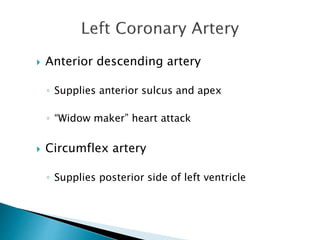  Anterior descending artery 
◦ Supplies anterior sulcus and apex 
◦ “Widow maker” heart attack 
 Circumflex artery 
◦ Supplies posterior side of left ventricle 
 