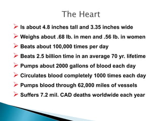  Is about 4.8 inches tall and 3.35 inches wide 
 Weighs about .68 lb. in men and .56 lb. in women 
 Beats about 100,000 times per day 
 Beats 2.5 billion time in an average 70 yr. lifetime 
 Pumps about 2000 gallons of blood each day 
 Circulates blood completely 1000 times each day 
 Pumps blood through 62,000 miles of vessels 
 Suffers 7.2 mil. CAD deaths worldwide each year 
 