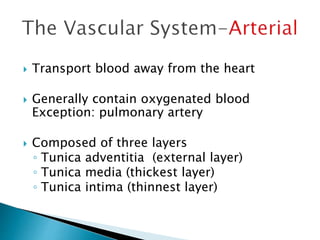 Transport blood away from the heart 
 Generally contain oxygenated blood 
Exception: pulmonary artery 
 Composed of three layers 
◦ Tunica adventitia (external layer) 
◦ Tunica media (thickest layer) 
◦ Tunica intima (thinnest layer) 
 