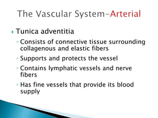  Tunica adventitia 
◦ Consists of connective tissue surrounding 
collagenous and elastic fibers 
◦ Supports and protects the vessel 
◦ Contains lymphatic vessels and nerve 
fibers 
◦ Has fine vessels that provide its blood 
supply 
 