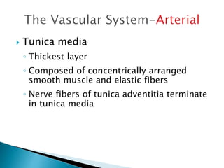  Tunica media 
◦ Thickest layer 
◦ Composed of concentrically arranged 
smooth muscle and elastic fibers 
◦ Nerve fibers of tunica adventitia terminate 
in tunica media 
 