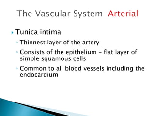  Tunica intima 
◦ Thinnest layer of the artery 
◦ Consists of the epithelium – flat layer of 
simple squamous cells 
◦ Common to all blood vessels including the 
endocardium 
 