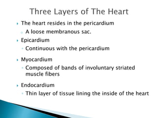  The heart resides in the pericardium 
o A loose membranous sac. 
 Epicardium 
◦ Continuous with the pericardium 
 Myocardium 
◦ Composed of bands of involuntary striated 
muscle fibers 
 Endocardium 
◦ Thin layer of tissue lining the inside of the heart 
 