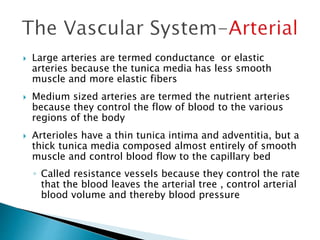  Large arteries are termed conductance or elastic 
arteries because the tunica media has less smooth 
muscle and more elastic fibers 
 Medium sized arteries are termed the nutrient arteries 
because they control the flow of blood to the various 
regions of the body 
 Arterioles have a thin tunica intima and adventitia, but a 
thick tunica media composed almost entirely of smooth 
muscle and control blood flow to the capillary bed 
◦ Called resistance vessels because they control the rate 
that the blood leaves the arterial tree , control arterial 
blood volume and thereby blood pressure 
 