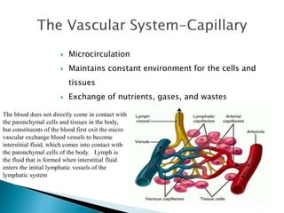  Microcirculation 
 Maintains constant environment for the cells and 
tissues 
 Exchange of nutrients, gases, and wastes 
The blood does not directly come in contact with 
the parenchymal cells and tissues in the body, 
but constituents of the blood first exit the micro 
vascular exchange blood vessels to become 
interstitial fluid, which comes into contact with 
the parenchymal cells of the body. Lymph is 
the fluid that is formed when interstitial fluid 
enters the initial lymphatic vessels of the 
lymphatic system 
 