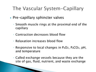  Pre-capillary sphincter valves 
◦ Smooth muscle rings at the proximal end of the 
capillary 
◦ Contraction decreases blood flow 
◦ Relaxation increases blood flow 
◦ Responsive to local changes in PaO2, PaCO2, pH, 
and temperature 
◦ Called exchange vessels because they are the 
site of gas, fluid, nutrient, and waste exchange 
 
