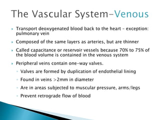  Transport deoxygenated blood back to the heart – exception: 
pulmonary vein 
 Composed of the same layers as arteries, but are thinner 
 Called capacitance or reservoir vessels because 70% to 75% of 
the blood volume is contained in the venous system 
 Peripheral veins contain one-way valves. 
◦ Valves are formed by duplication of endothelial lining 
◦ Found in veins >2mm in diameter 
◦ Are in areas subjected to muscular pressure, arms/legs 
◦ Prevent retrograde flow of blood 
 