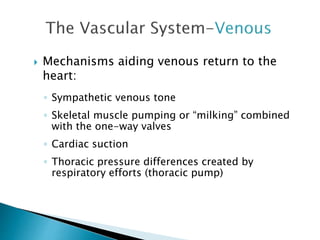  Mechanisms aiding venous return to the 
heart: 
◦ Sympathetic venous tone 
◦ Skeletal muscle pumping or “milking” combined 
with the one-way valves 
◦ Cardiac suction 
◦ Thoracic pressure differences created by 
respiratory efforts (thoracic pump) 
 