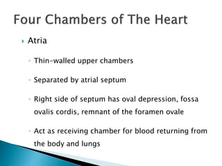  Atria 
◦ Thin-walled upper chambers 
◦ Separated by atrial septum 
◦ Right side of septum has oval depression, fossa 
ovalis cordis, remnant of the foramen ovale 
◦ Act as receiving chamber for blood returning from 
the body and lungs 
 