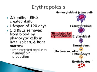  2.5 million RBCs 
created daily 
 Lifespan of 120 days 
 Old RBCs removed 
from blood by 
phagocytic cells in 
liver, spleen, & bone 
marrow 
◦ Iron recycled back into 
hemoglobin 
production 
 
