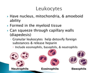  Have nucleus, mitochondria, & amoeboid 
ability 
 Formed in the myeloid tissue 
 Can squeeze through capillary walls 
(diapedesis) 
◦ Granular leukocytes help detoxify foreign 
substances & release heparin 
 Include eosinophils, basophils, & neutrophils 
 