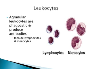  Agranular 
leukocytes are 
phagocytic & 
produce 
antibodies 
 Include lymphocytes 
& monocytes 
 