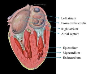 Left atrium 
Fossa ovalis cordis 
Right atrium 
Atrial septum 
Epicardium 
Myocardium 
Endocardium 
 