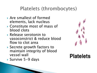  Are smallest of formed 
elements, lack nucleus 
 Constitute most of mass of 
blood clots 
 Release serotonin to 
vasoconstrict & reduce blood 
flow to clot area 
 Secrete growth factors to 
maintain integrity of blood 
vessel wall 
 Survive 5-9 days 
 
