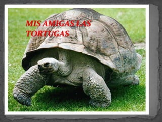 MIS AMIGAS LAS TORTUGAS