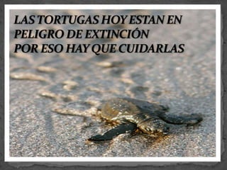 LAS TORTUGAS HOY ESTAN EN PELIGRO DE EXTINCIÓN POR ESO HAY QUE CUIDARLAS