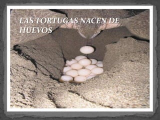 LAS TORTUGAS NACEN DE HUEVOS