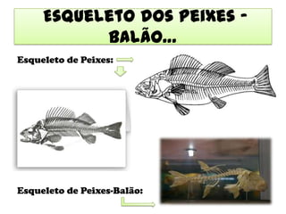 Esqueleto dos Peixes –
           Balão…
Esqueleto de Peixes:




Esqueleto de Peixes-Balão:
 