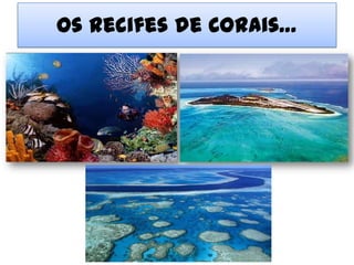 Os recifes de Corais…
 