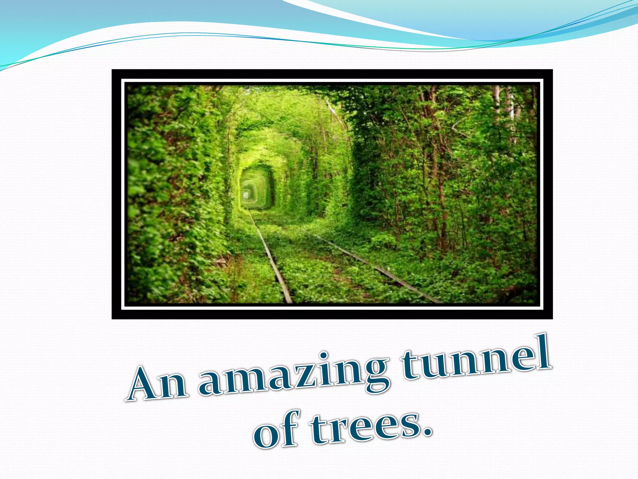 Powerpoint trees-presentation | PPT