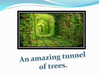 Powerpoint trees-presentation | PPT