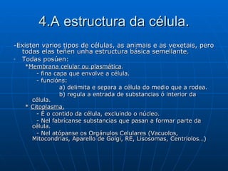 4.A estructura da célula. -Existen varios tipos de células, as animais e as vexetais, pero todas elas teñen unha estructura básica semellante. Todas posúen: * Membrana celular ou plasmática . - fina capa que envolve a célula. - funcións:  a) delimita e separa a célula do medio que a rodea.  b) regula a entrada de substancias ó interior da célula. *  Citoplasma. - É o contido da célula, excluindo o núcleo. - Nel fabrícanse substancias que pasan a formar parte da célula. - Nel atópanse os Orgánulos Celulares (Vacuolos, Mitocondrias, Aparello de Golgi, RE, Lisosomas, Centriolos…) 
