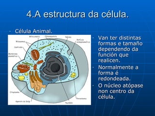 4.A estructura da célula. Célula Animal. Van ter distintas formas e tamaño dependendo da función que realicen.  Normalmente a forma é redondeada. O núcleo atópase non centro da célula.  