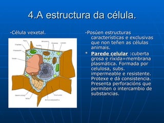 4.A estructura da célula. -Célula vexetal. -Posúen estructuras características e exclusivas que non teñen as células animais. *  Parede celular  :cuberta grosa e ríxida=membrana plasmática. Formada por celulosa, subs. impermeable e resistente. Protexe e dá consistencia. Presenta perforacións que permiten o intercambio de substancias.  