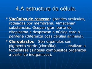 4.A estructura da célula. *  Vacúolos de reserva : grandes vesículas, rodeadas por membrana. Almacenan substancias. Ocupan gran parte do citoplasma e desprazan o núcleo cara a periferia (diferenza coas células animais). *  Cloroplastos  : Son orgánulos con pigmento verde (clorofila)  realizan a fotosíntese (sintesis compuestos orgánicos a partir de inorgánicos).  