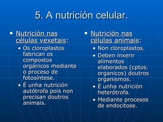 5. A nutrición celular. Nutrición nas células vexetais : Os cloroplastos fabrican os compostos orgánicos mediante o proceso de fotosíntese. É unha nutrición autótrofa pois non precisan doutros animais. Nutrición nas células animais :  Non cloroplastos. Deben inxerir alimentos elaborados (cptos. organicos) doutros organismos.  É unha nutrición heterótrofa.  Mediante procesos de endocitose.  