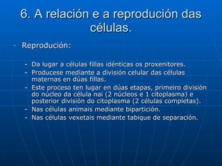 6. A relación e a reprodución das células. Reprodución:  Da lugar a células fillas idénticas os proxenitores. Producese mediante a división celular das células maternas en dúas fillas.  Este proceso ten lugar en dúas etapas, primeiro división do núcleo da célula nai (2 núcleos e 1 citoplasma) e posterior división do citoplasma (2 células completas). Nas células animais mediante bipartición. Nas células vexetais mediante tabique de separación. 
