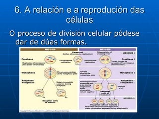 6. A relación e a reprodución das células O proceso de división celular pódese dar de dúas formas. 