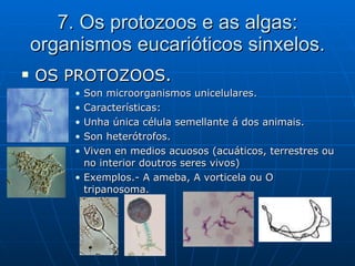 7. Os protozoos e as algas: organismos eucarióticos sinxelos. OS PROTOZOOS. Son microorganismos unicelulares. Características: Unha única célula semellante á dos animais. Son heterótrofos. Viven en medios acuosos (acuáticos, terrestres ou no interior doutros seres vivos) Exemplos.- A ameba, A vorticela ou O tripanosoma. 