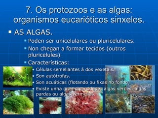 7. Os protozoos e as algas: organismos eucarióticos sinxelos. AS ALGAS. Poden ser unicelulares ou pluricelulares. Non chegan a formar tecidos (outros pluricelules) Características: Células semellantes á dos vexetais. Son autótrofas. Son acuáticas (flotando ou fixas no fondo) Existe unha gran diversidade: algas verdes, algas pardas ou algas vermellas.  